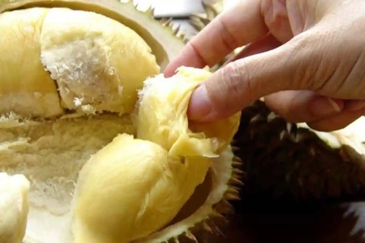 Ternyata Buah Durian Memilki Manfaat Bagi Kesehatan Tubuh, Diantaranya Bisa Mengontrol Tekanan Darah