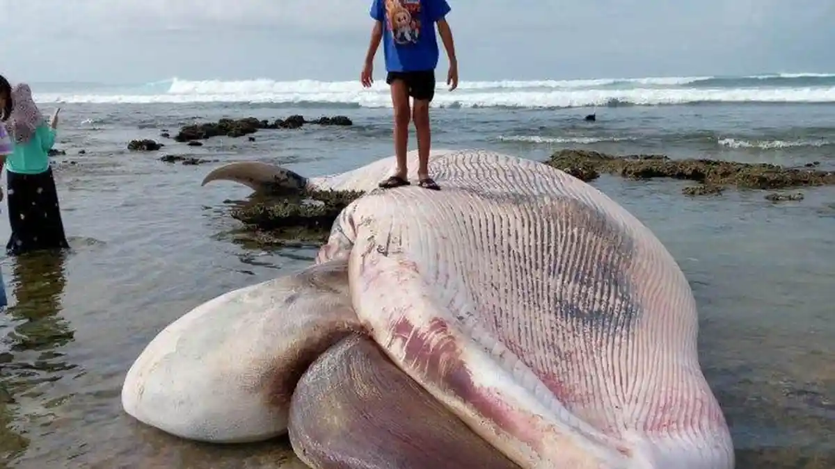 Seekor Paus Ukuran 7 Meter Terdampar di Pantai Simeulue 