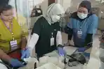 menyasar-100-ekor-kucing-lokal-milik-warga-Surabaya.jpg