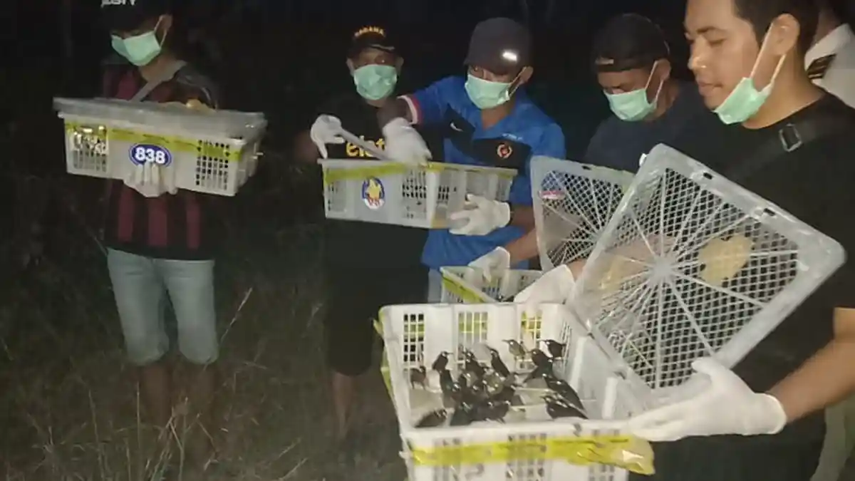 300 Burung Kolibri Hasil Selundupan Dilepas di Hutan Mangrove Munjang