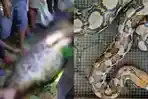 ULAR-PITON-Kolase-foto-ular-Piton-Tampak-ular-dengan-perut-besar-i.jpg