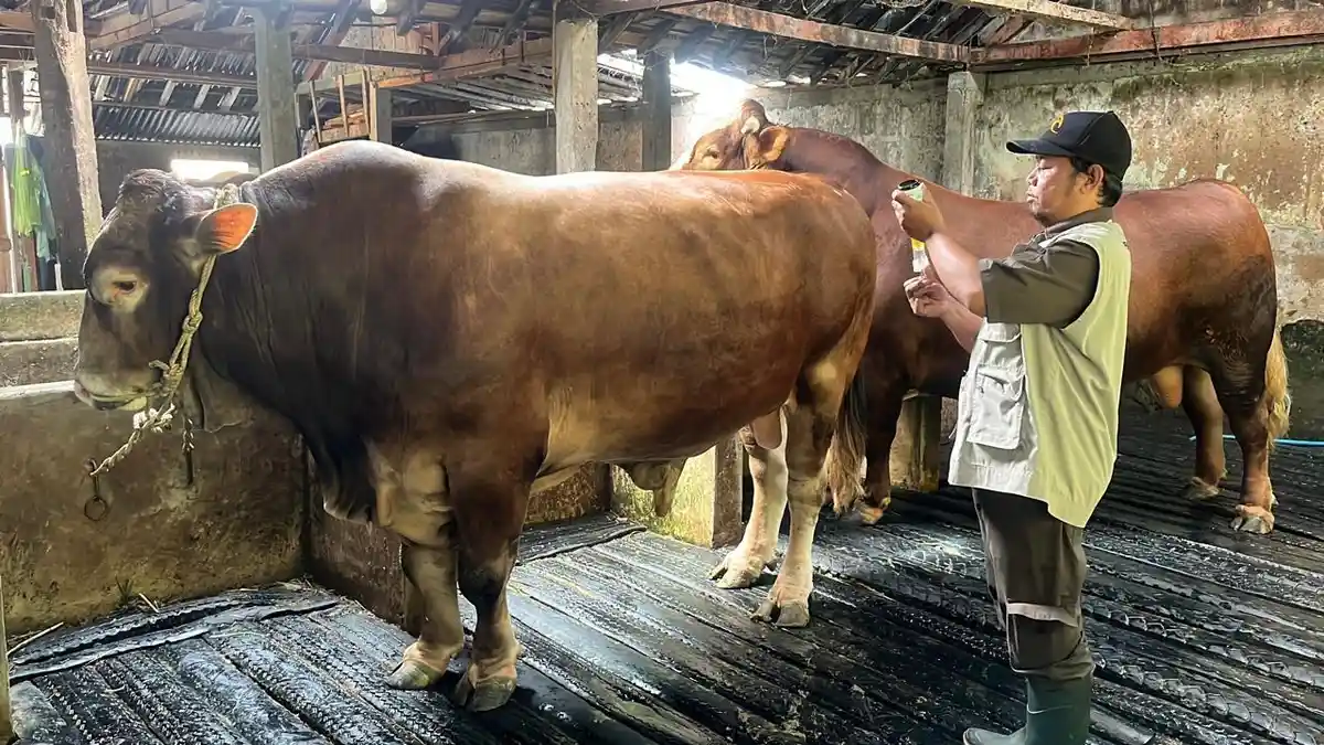 Sapi 900 Kilogram Bantuan Presiden Prabowo Subianto Bakal Disembelih di RPH Ngasinan Wonosobo