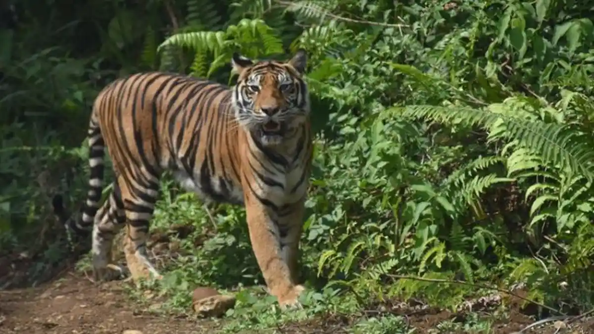 Saksikan Istrinya Diserang Harimau, Sugiono Lempari Getah Karet dan Selamatkan Korban