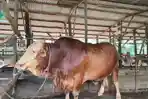 Sapi-Kurban-Bantuan-Presiden.jpg