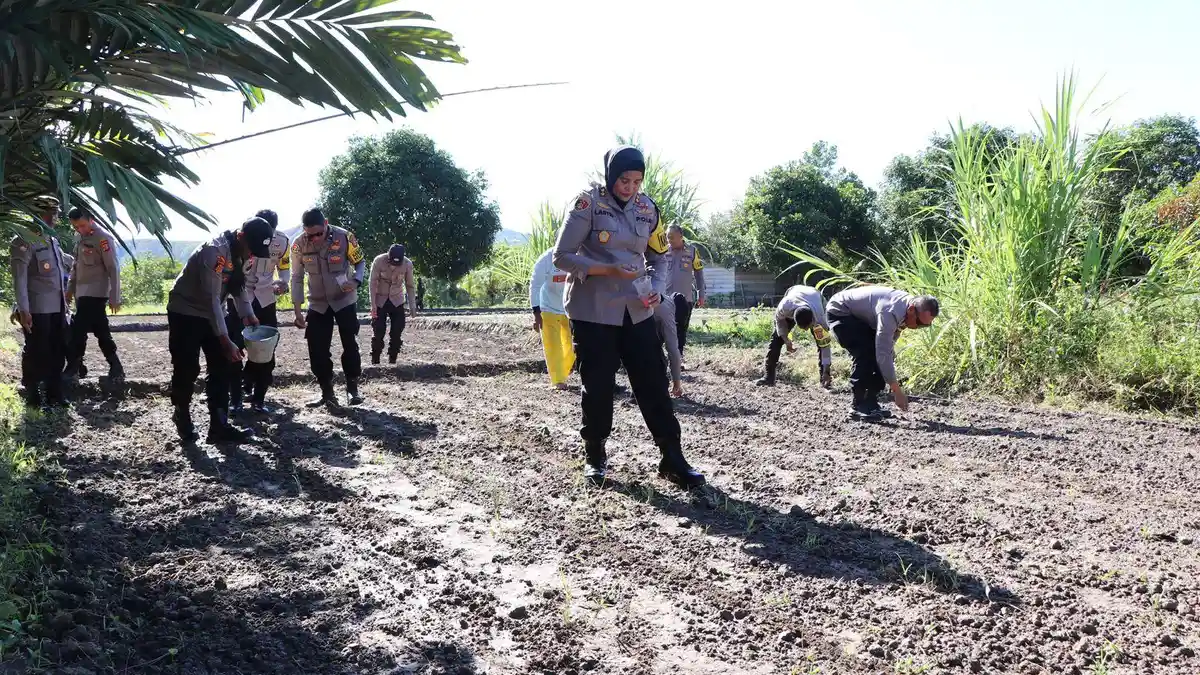 Polres Buru Tanam 30.000 Bibit Jagung Pulut Varietas Kumala di Desa Waeperang