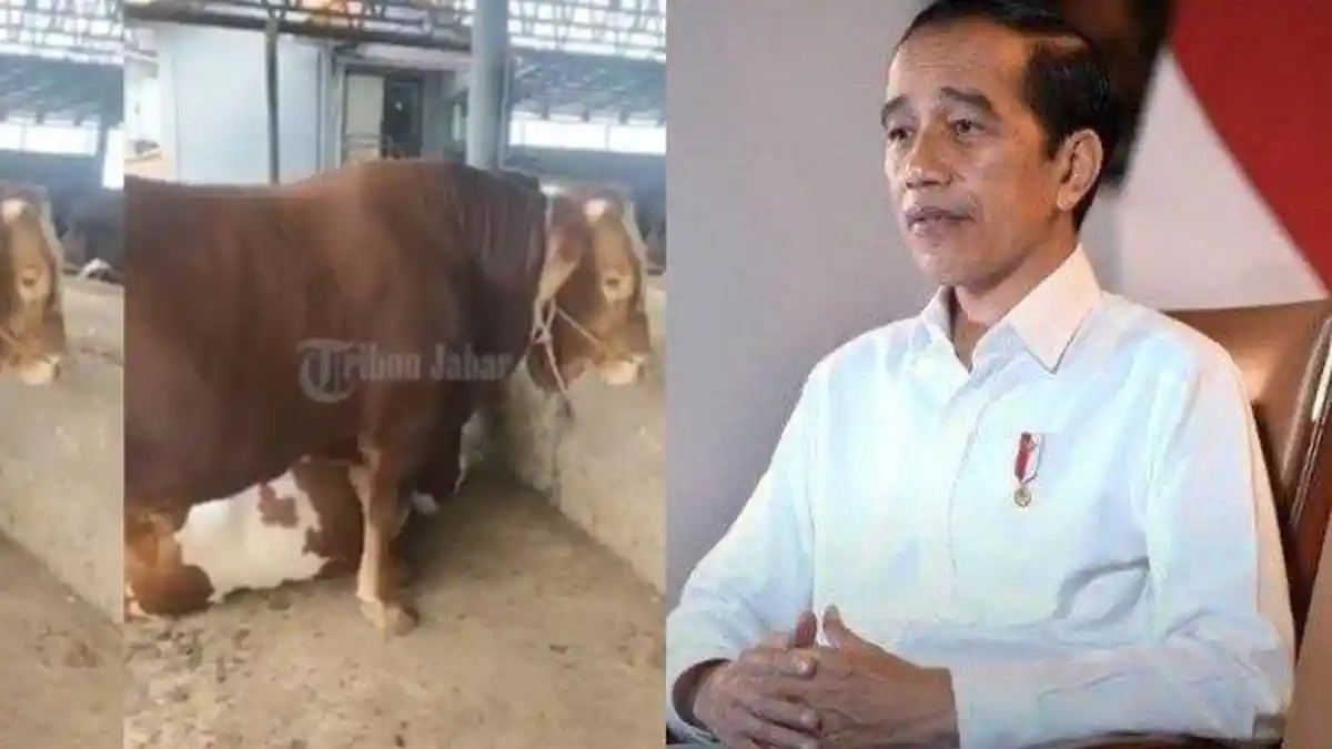 Presiden Jokowi Sumbang Sapi Kurban untuk 34 Provinsi, Berat Sapi Ada yang 800 Kg hingga 1 Ton