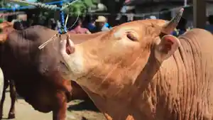 Sapi-di-Pasar-Bener-Meriah.jpg