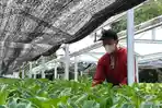 Petani-sayur-semarang-g.jpg