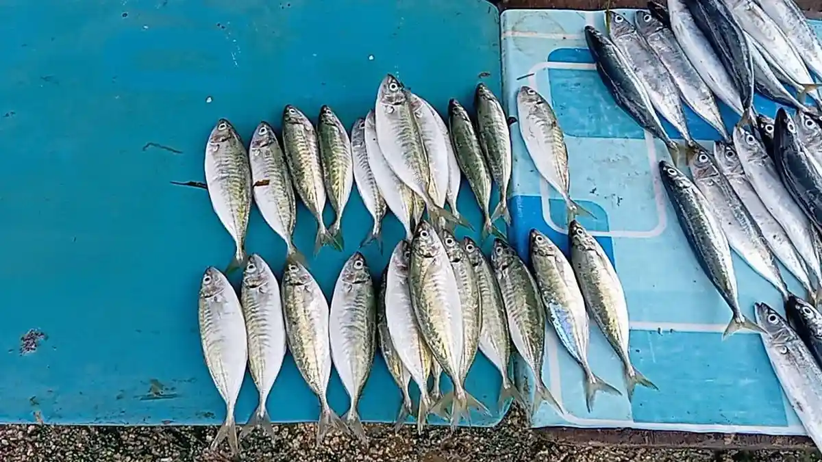 Stok Melimpah, Harga Ikan di Pasar Langgur Maluku Tenggara Murah