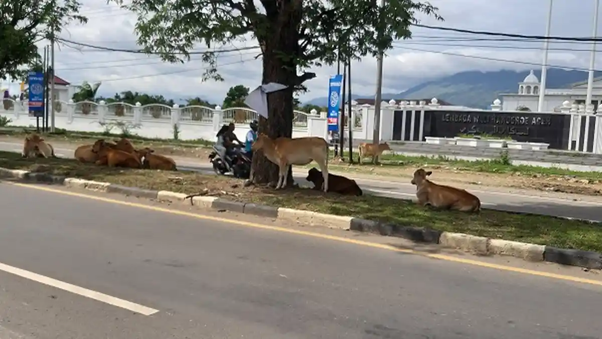 Ternak Sapi Berkeliaran di Jalan Raya, Ini Penjelasan Sekda Aceh Besar