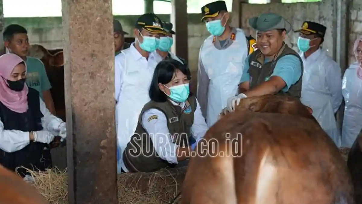 1.557 Ekor Sapi di Kabupaten Lamongan Terpapar PMK, 946 Ekor Berhasil Dipulihkan