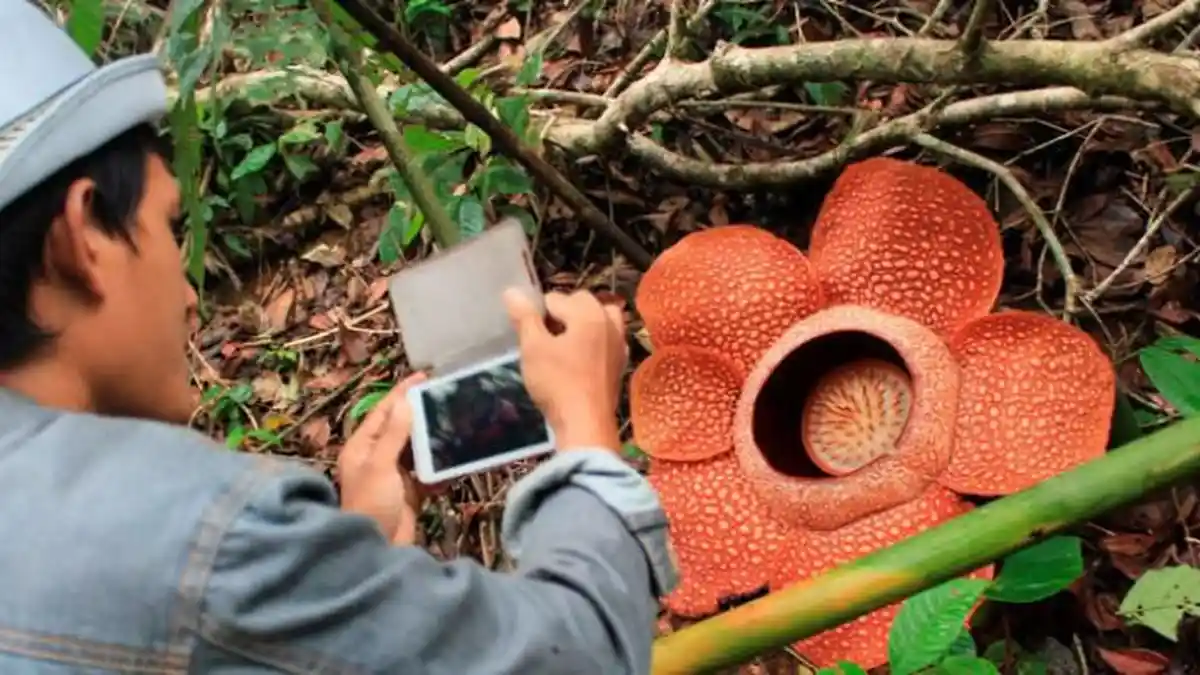 Meski Berbau Busuk, Bunga Rafflesia arnoldii Bikin Turis Kepincut, Ini ...