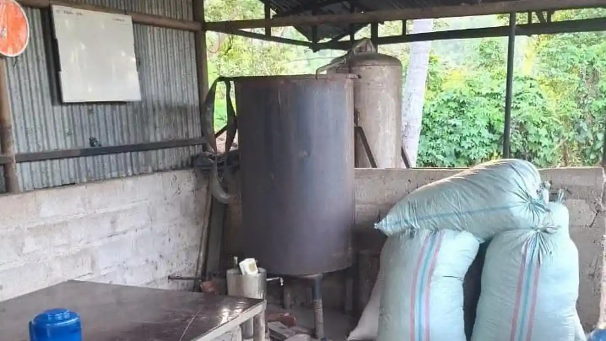 Harga Minyak Nilam Anjlok, Petani di Bateshok Sabang Butuh Support Pemerintah