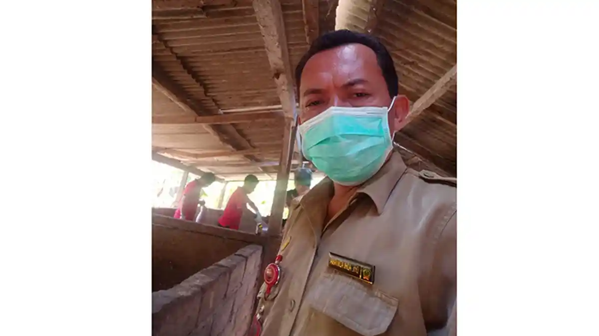Jelang Galungan, Keswan Jembrana Periksa Puluhan Ekor Babi