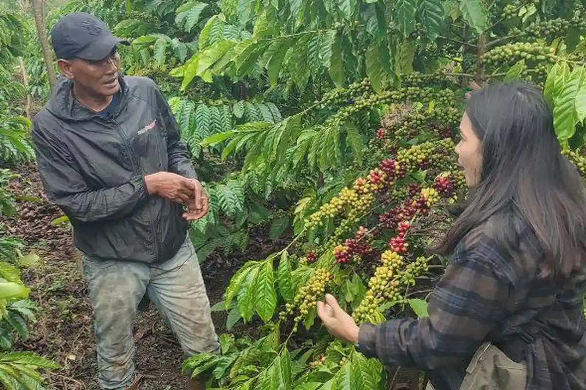 Harga Kopi di Pagar Alam Kian Anjlok, Kini Menyentuh Angka Rp 43 Ribu Perkilo
