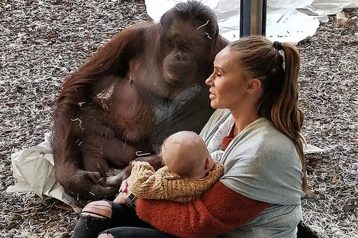 Tangis Ibu Muda Menyusui Bayi di Depan Orangutan, Hewan Berbulu Itu Ternyata Mengalami Kisah Pilu