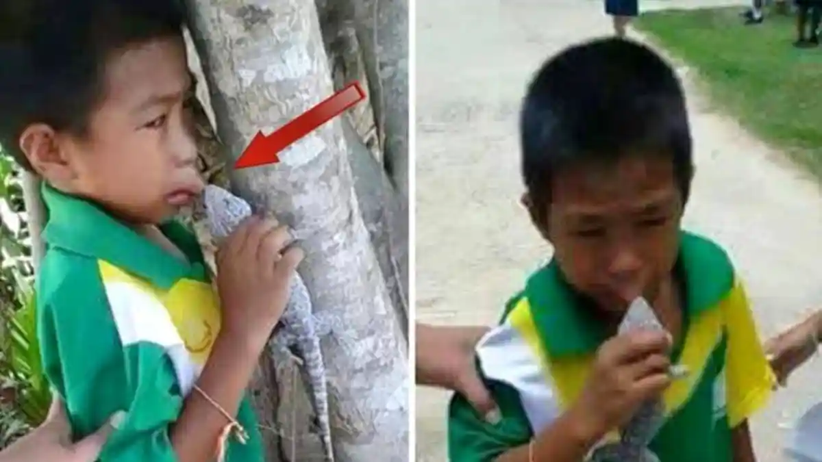 Anak Kecil Digigit Tokek, Netizen Bilang Segera Lepas Jangan Nunggu Petir