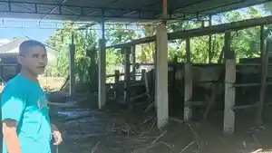 peternak-sapi-manggarai-timur.jpg