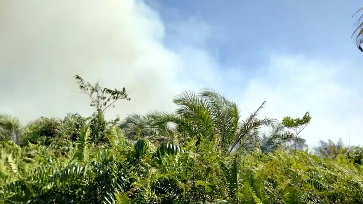 BREAKING NEWS - Lahan Gambut Terbakar di Aceh Jaya
