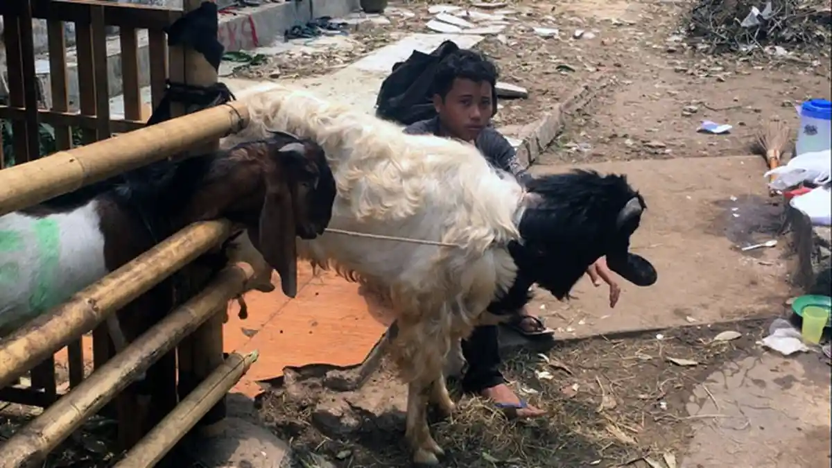 Tentang Mitos Daging Kambing, Begini Penjelasan Dokter Ahli