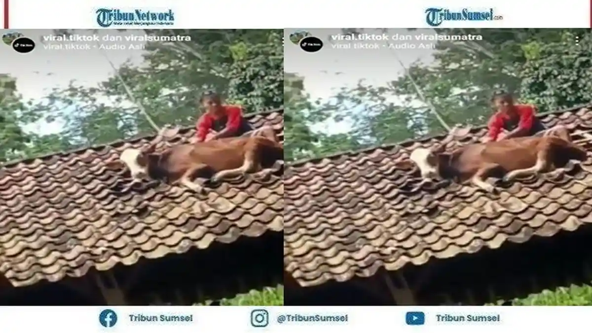 Viral Seekor Sapi Bisa Ada di Genteng Rumah Penduduk, Jadi Sorotan ...