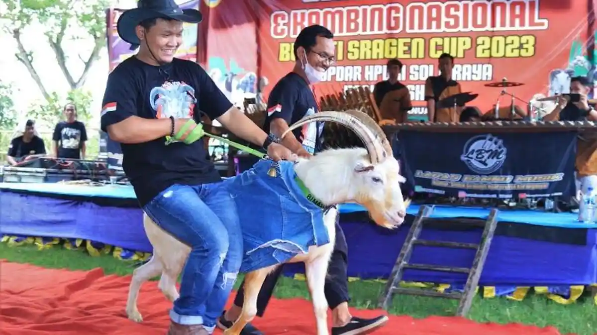 Unik, Fashion Show Kambing Memperebutkan Piala Bupati Sragen