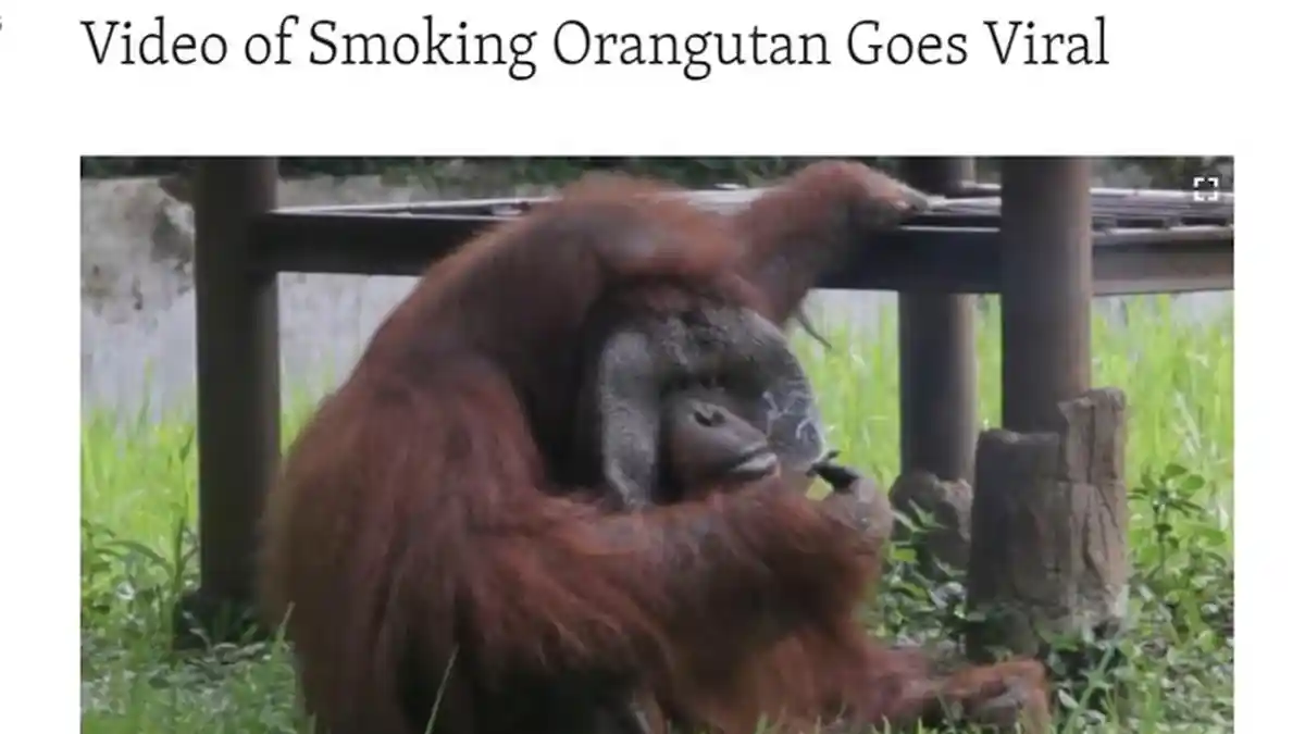 Viral Video Orangutan Merokok di Kebun Binatang Bandung, Jadi Sorotan Media Internasional!