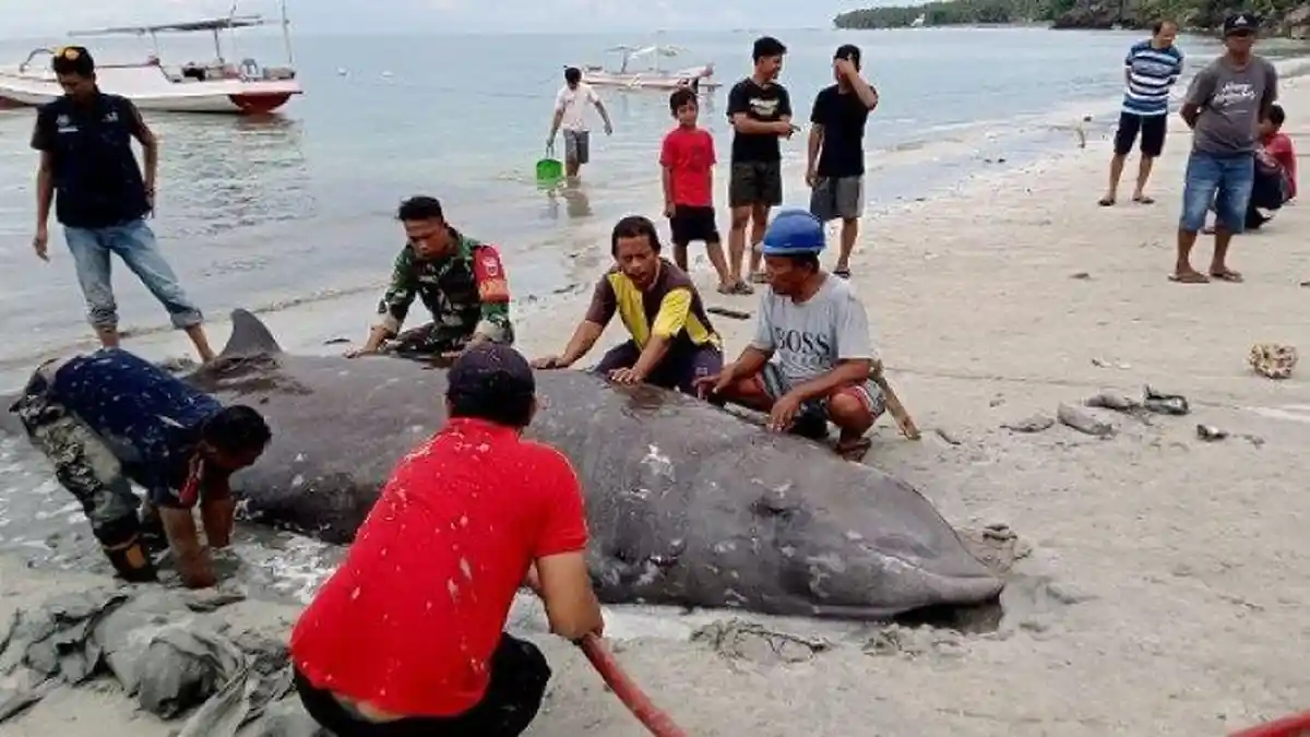 Ikan Paus Sepanjang Lima Meter Lebih Terdampar di Pantai Merdekaya, Sudah Sering Terjadi