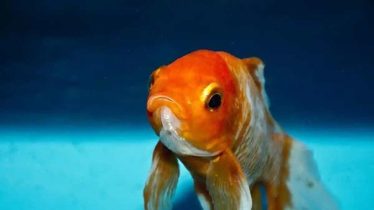 Arti Mimpi Ikan Mas, Ternyata Bisa Jadi Tanda Kebebasan, Berikut Tafsir Lengkapnya