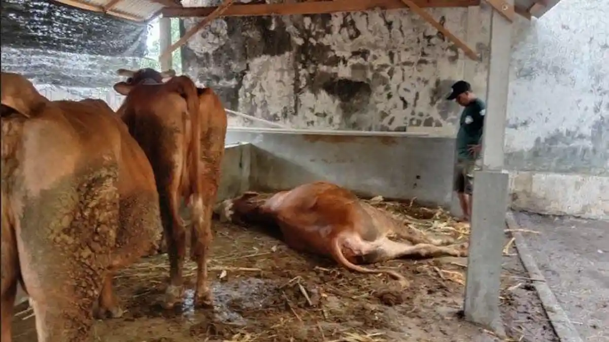 Cerita Blantik Asal Kediri Racuni Sapi Warga Agar Bisa Dibeli dengan Harga Murah, Endingnya Begini