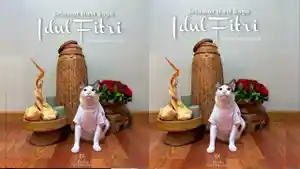 BOBBY-KUCING2.jpg