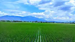 Lahan-sawah-di-Kabupaten-Gorontalo-Provinsi-Gorontalo-ffff.jpg