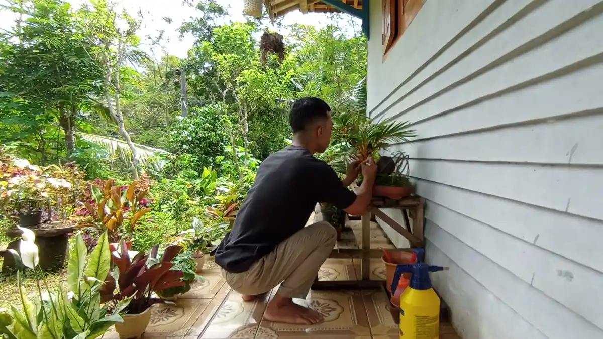Tips Budidaya Bonsai Kelapa dari Arif Nuryanto Banyumas, Miliki Nilai Estetik dan Harganya Selangit