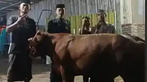 lima-ekor-sapi-kurban-yang-dibagikan-DPD-PDIP-Jatim-untuk-wilayah-Bondowoso.jpg