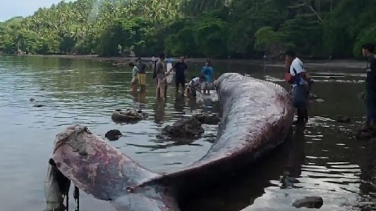 Ternyata Ini Jenis Ikan Paus Sepanjang 12 Meter yang Terdampar di Banggai Laut