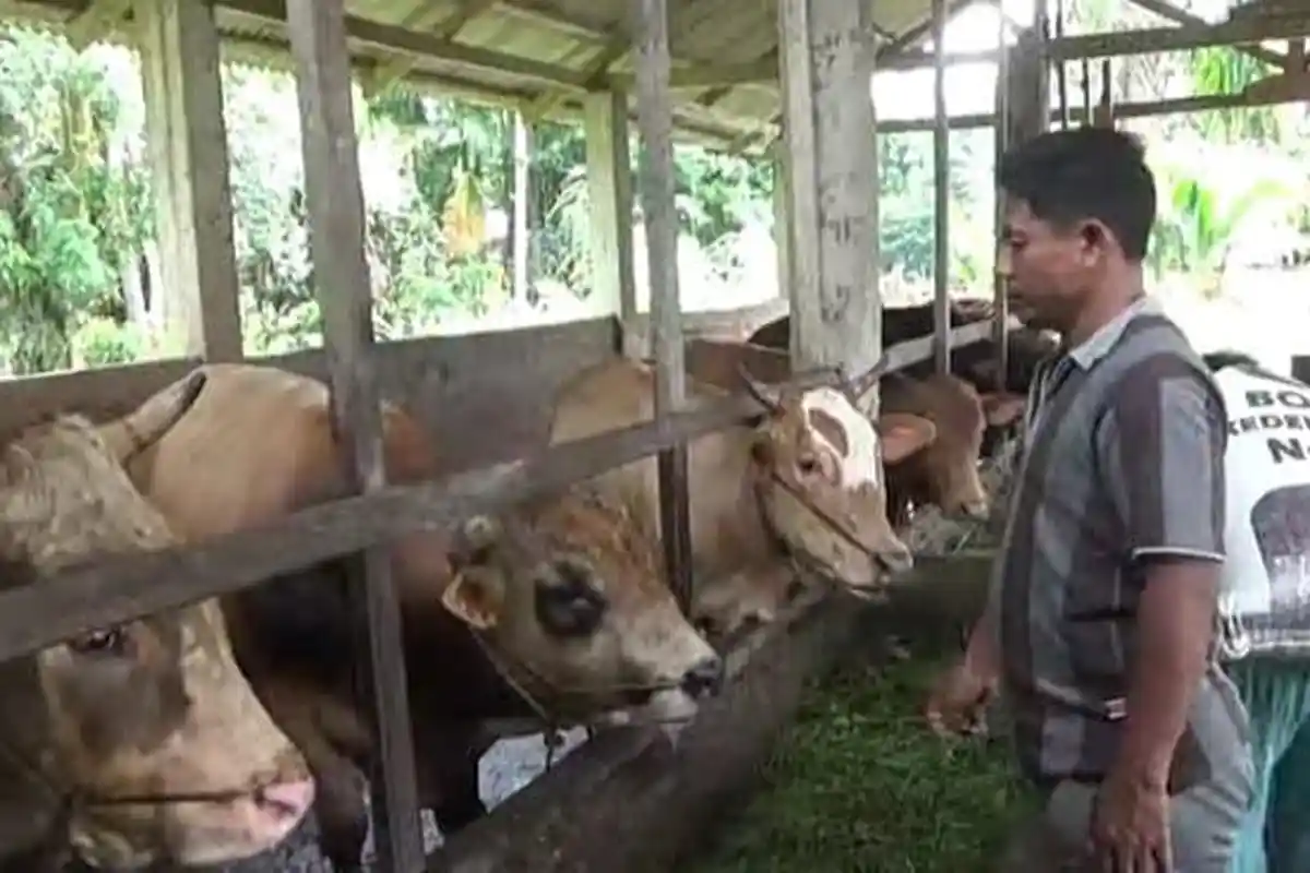 Hukum Kurban Menurut Pandangan 4 Mazhab dan Keutamaan Mengerjakannya