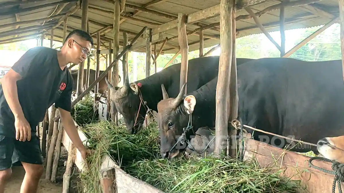Penjualan Hewan Kurban di Bangka Selatan Mulai Meningkat
