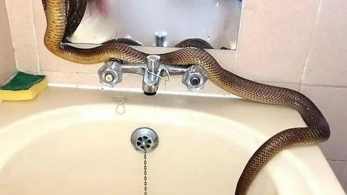 Dikira Belut, Ternyata Ular Kobra Menyusup ke Wastafel, Wanita Ini Mendadak Sadar saat Menyentuhnya