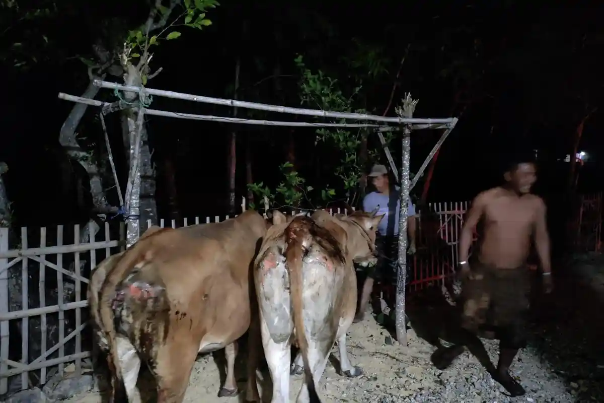 Akibat Bakar Jerami dan Kotoran Kering, Kandang Sapi Milik Warga di Sampang Ludes Kebakaran