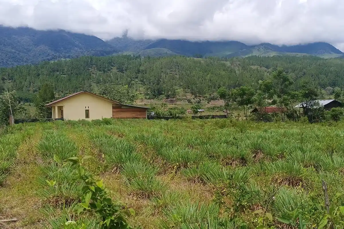 Harga Minyak Serai Wangi di Gayo Lues Tak Kunjung Naik, Petani Semakin Mengeluh 