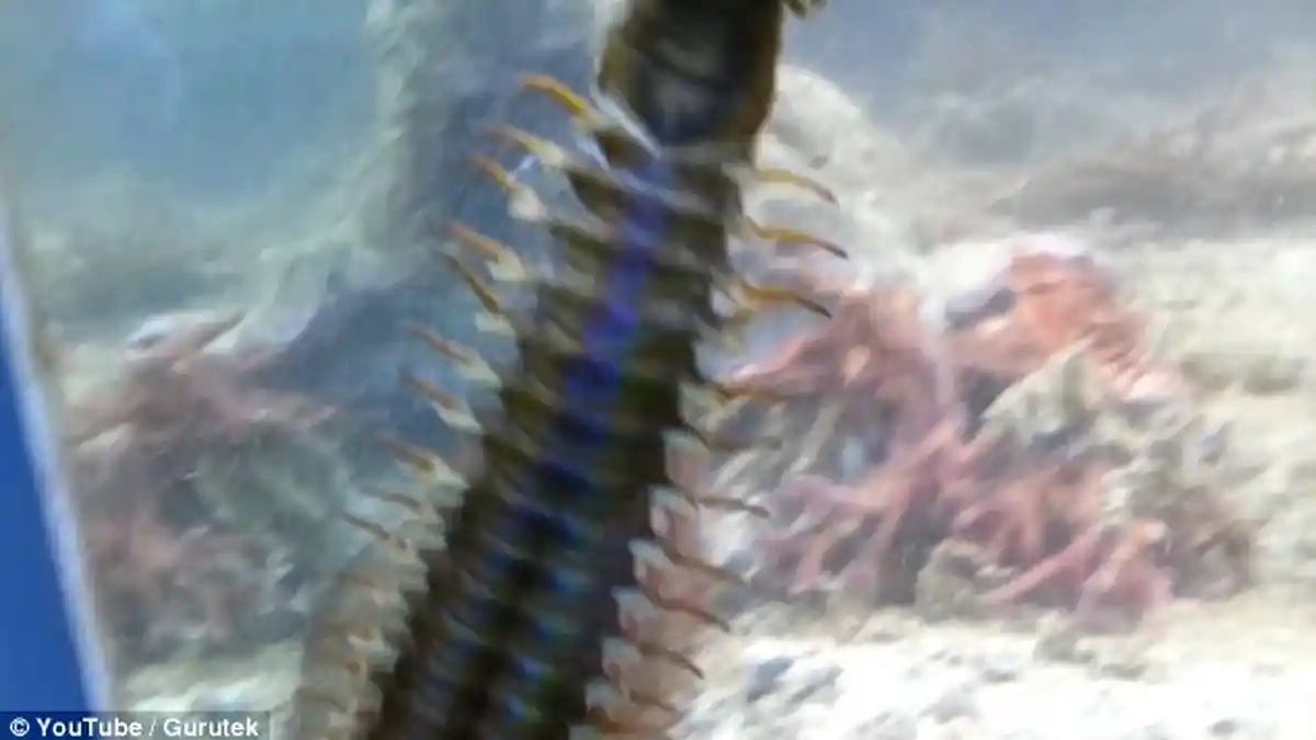 Pria Ini Bingung Isi Akuariumnya Perlahan Hilang, Hingga 'Monster Laut' Ini Menampakkan Diri