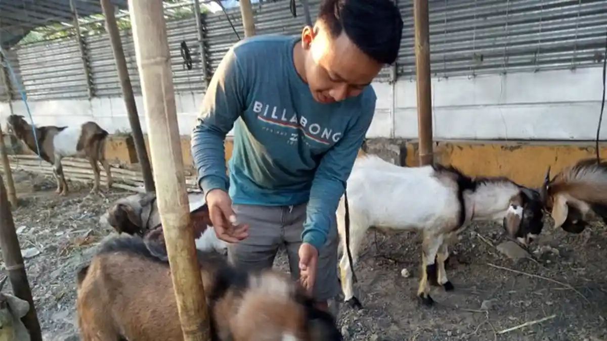 Berjualan Hewan Kurban Sejak 12 Tahun Silam, Afif Punya Pengalaman yang Bikin Panik
