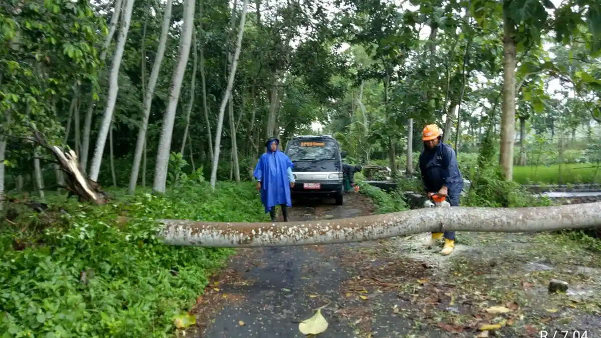 Angin Kencang, Sejumlah Pohon di Sleman Tumbang