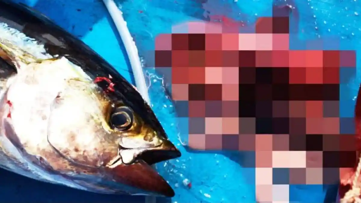 Dapat Ikan Tuna Buntut Kuning Saat Mancing Nelayan Kaget Lihat Isi Perutnya, Mr P Siapa Ini ?