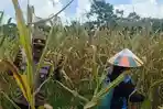 Dukung Ketahanan Pangan, Bhabinkamtibmas Polsek Sesayap Cek Lahan Jagung di Betayau Tana Tidung