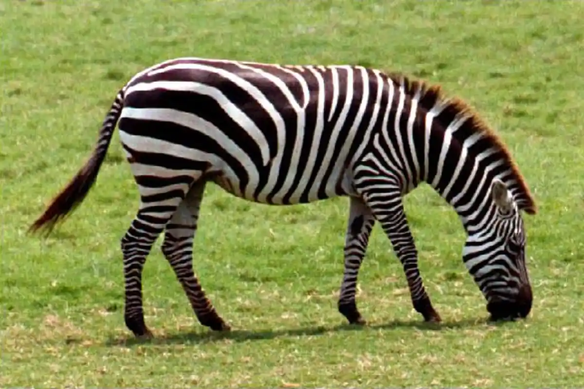 Mengapa Kulit Zebra Berwarna Hitam-Putih? Ternyata Agar dapat Menghalau Serangga Vampir