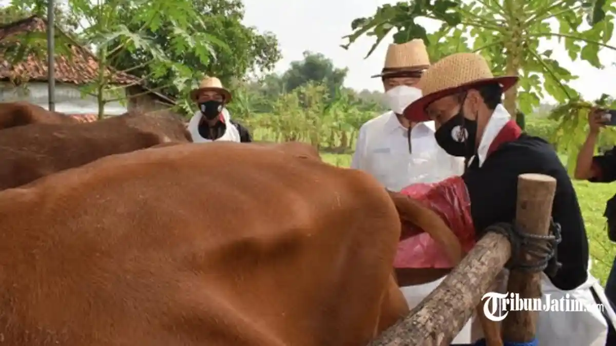 Lamongan Mulai Kembangkan Populasi Sapi Belgian Blue, Siap Jadi Tulang Punggung Peternakan Jatim