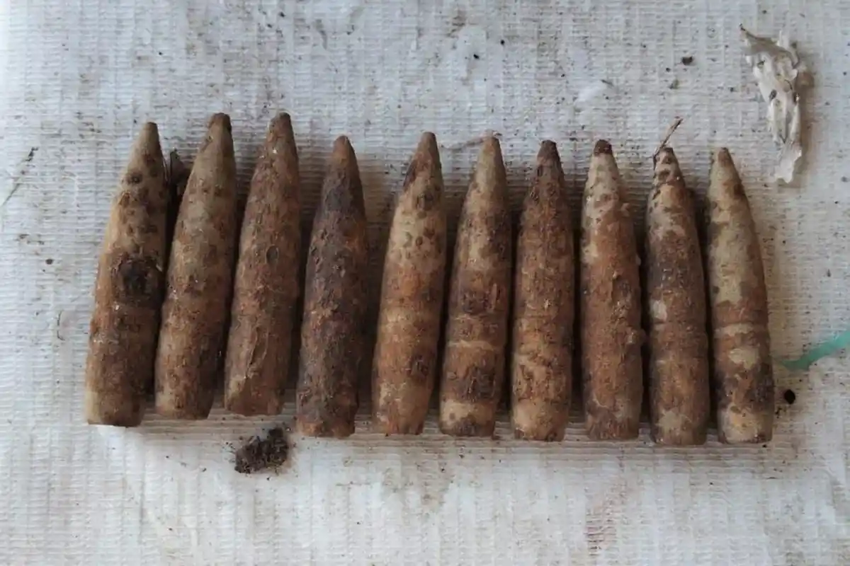 Petugas Pengangkut Sampah Temukan Ratusan Proyektil Berkarat di TPS Gapangan Banyuwangi