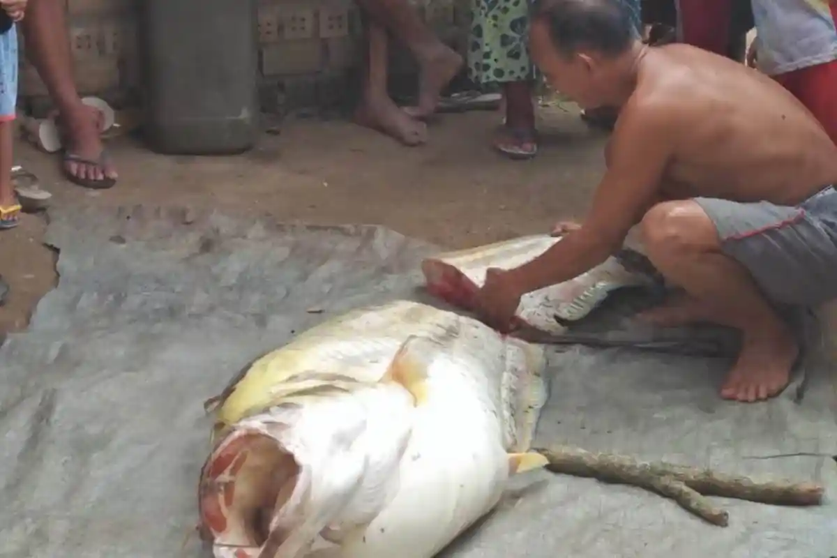 Ikan Tapah Raksasa yang Langka Muncul Lagi di Sungai Batanghari, Mengapa Dalam Kondisi Mati?