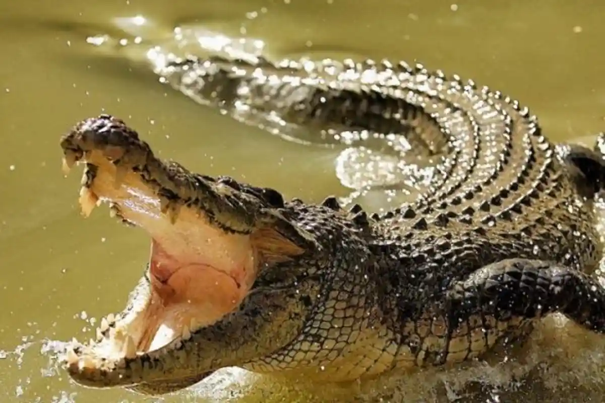 Ketua DPRD Bangka Diserang Buaya, Betisnya Alami Luka, Trauma Hingga Tak Bisa Tidur Semalam